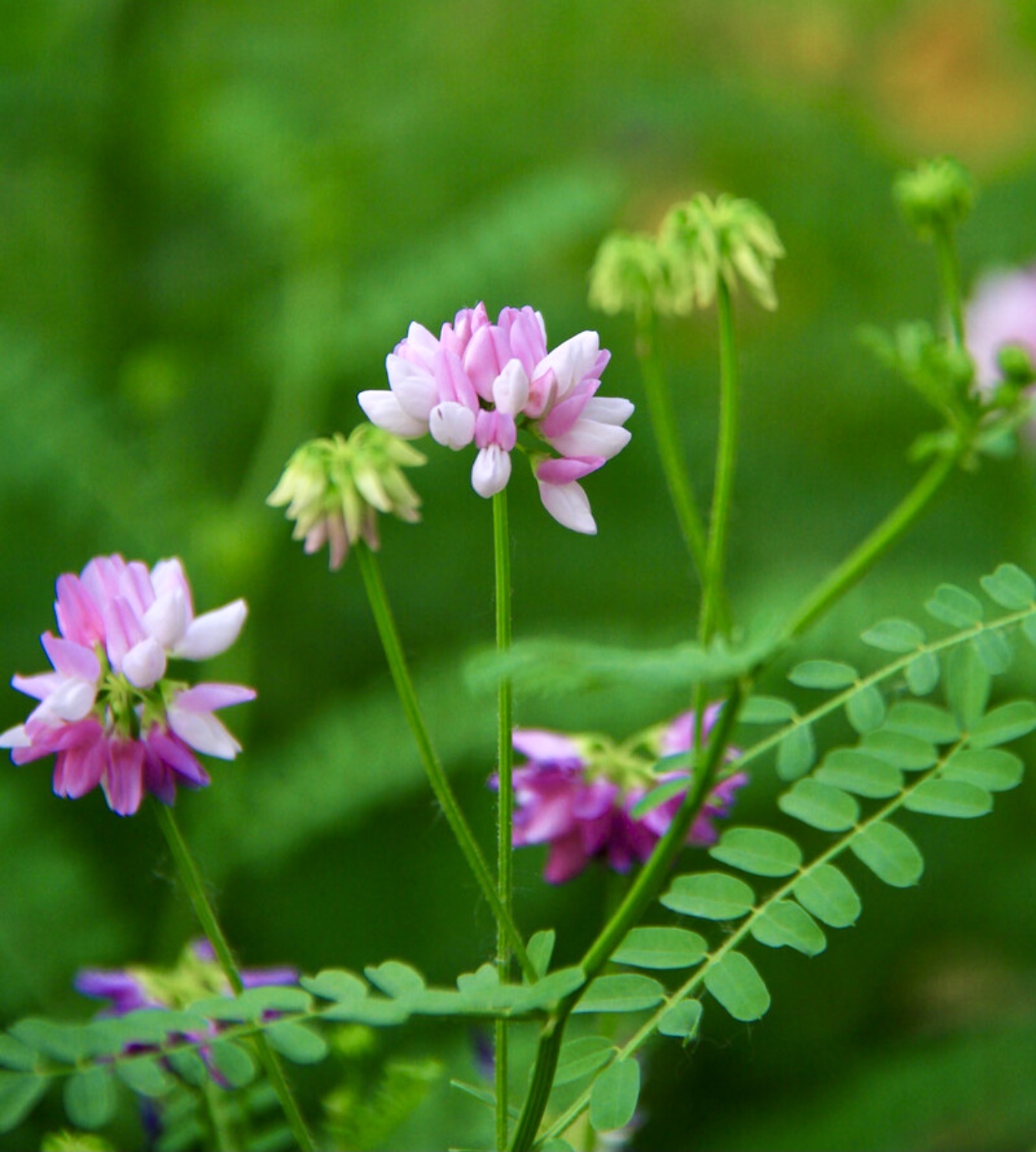 【首发】绣球小冠花