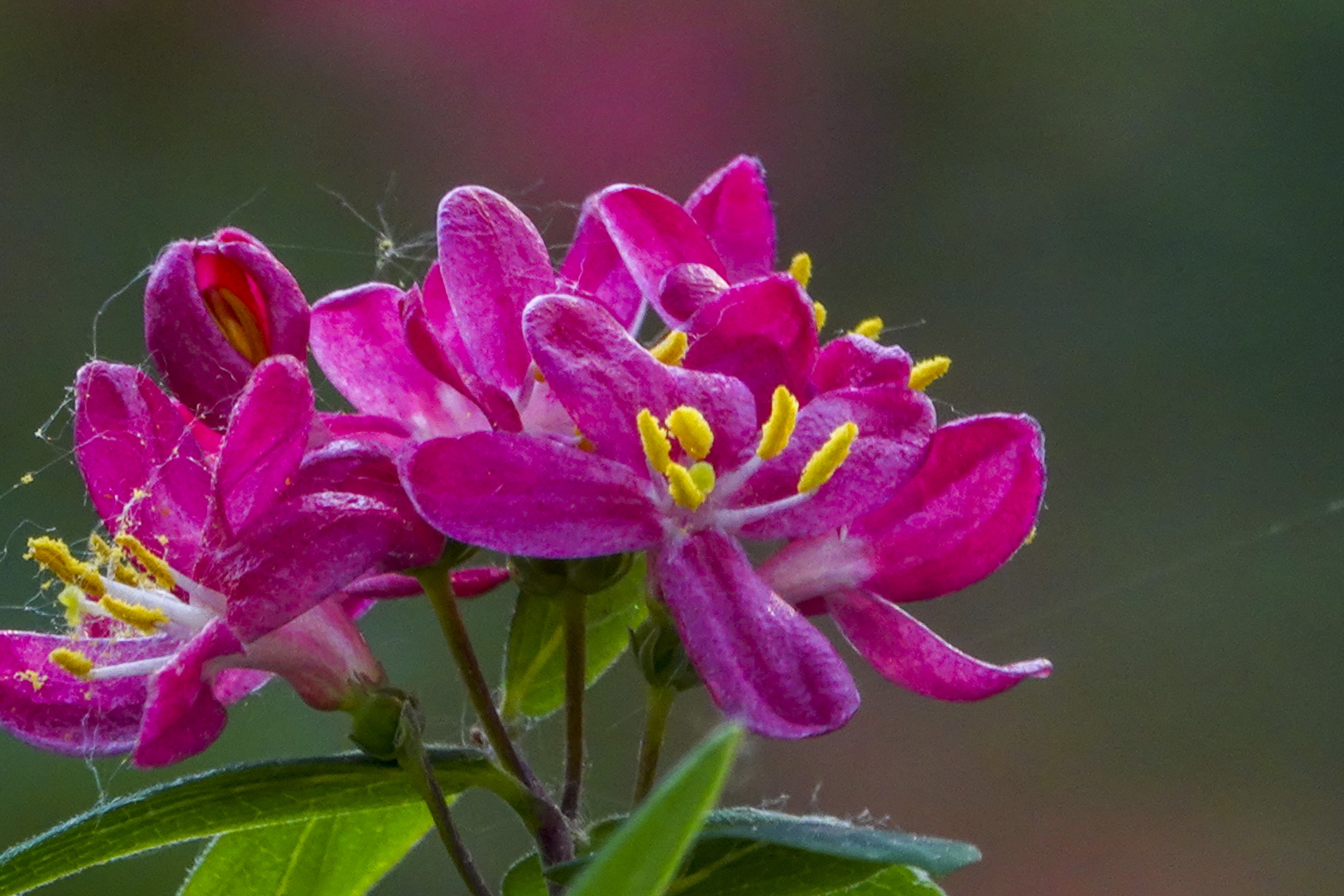 红花忍冬【vv首发】