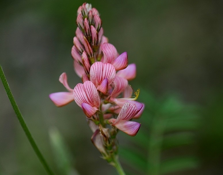 【首发】驴食草
