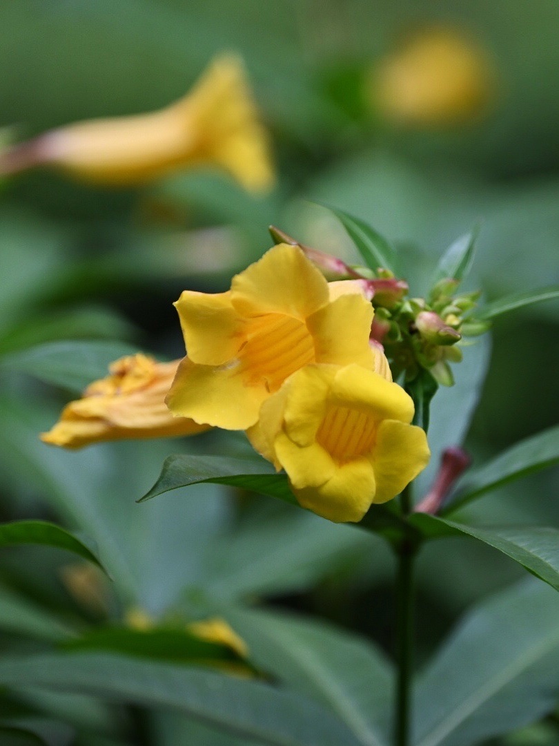 【首发】黄蝉花