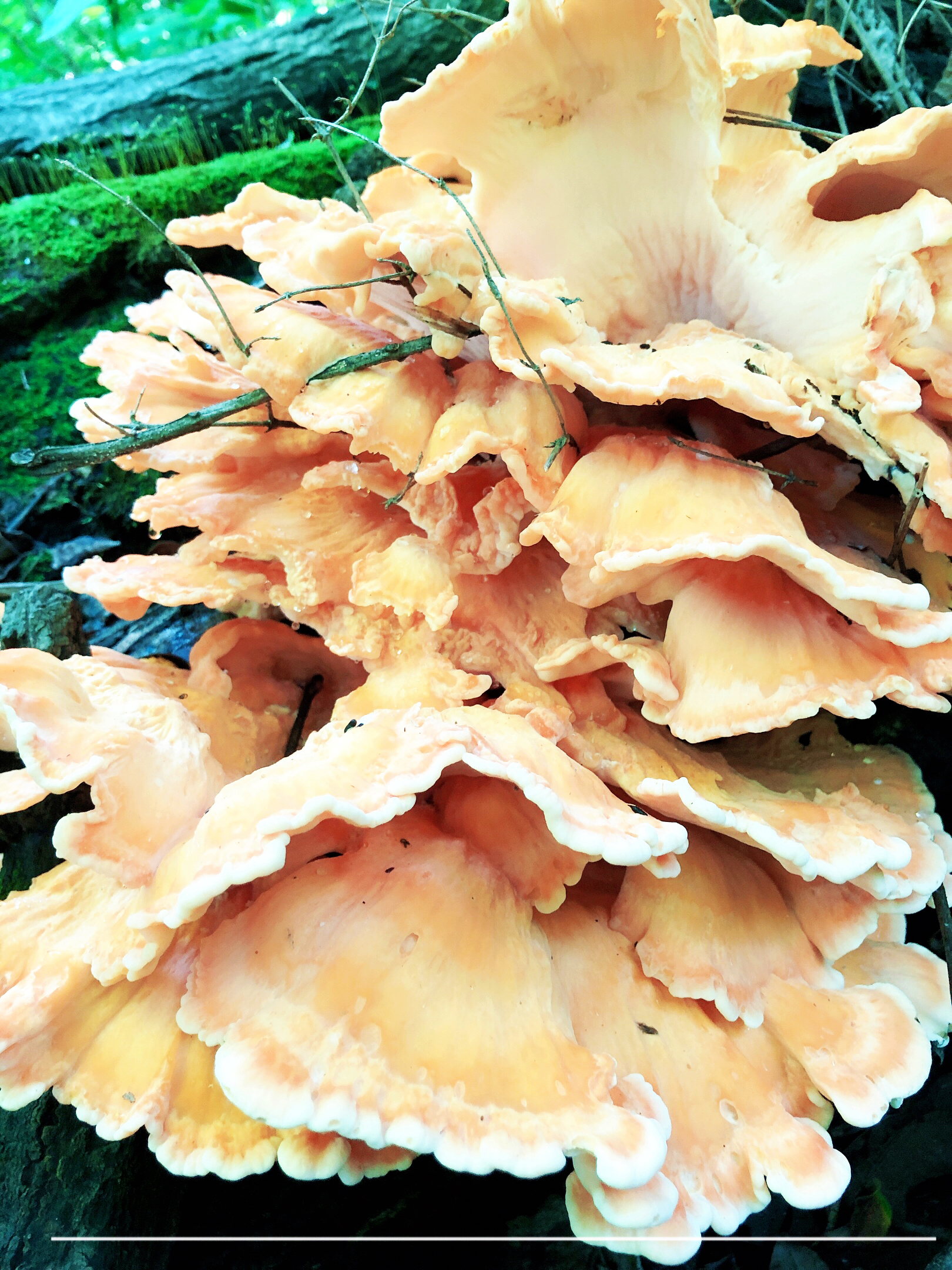 山野风一一树鸡蘑