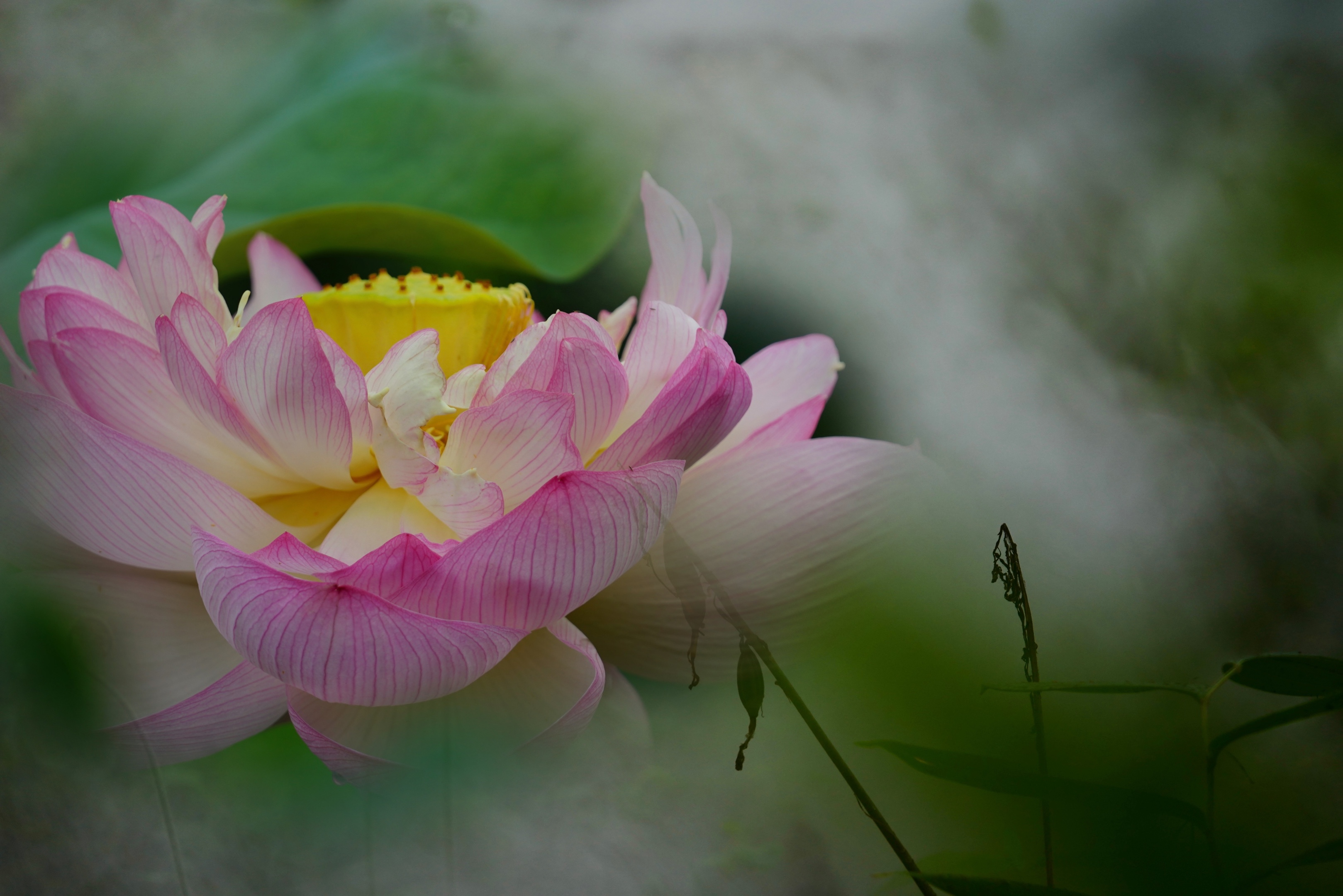 烟雨中她似仙子高洁而娴静,清雅又淡然…我喜欢荷,喜欢她的淡淡清香