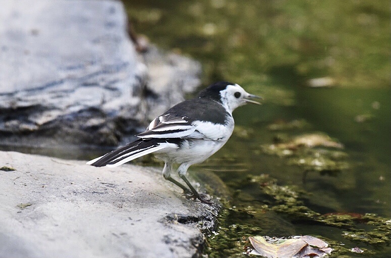 首发〕白脸白鶺鴒