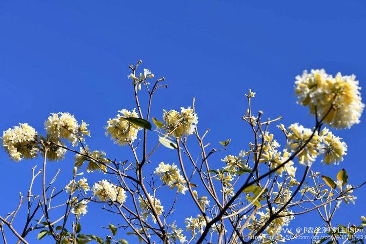 首发花城广州白花风铃木