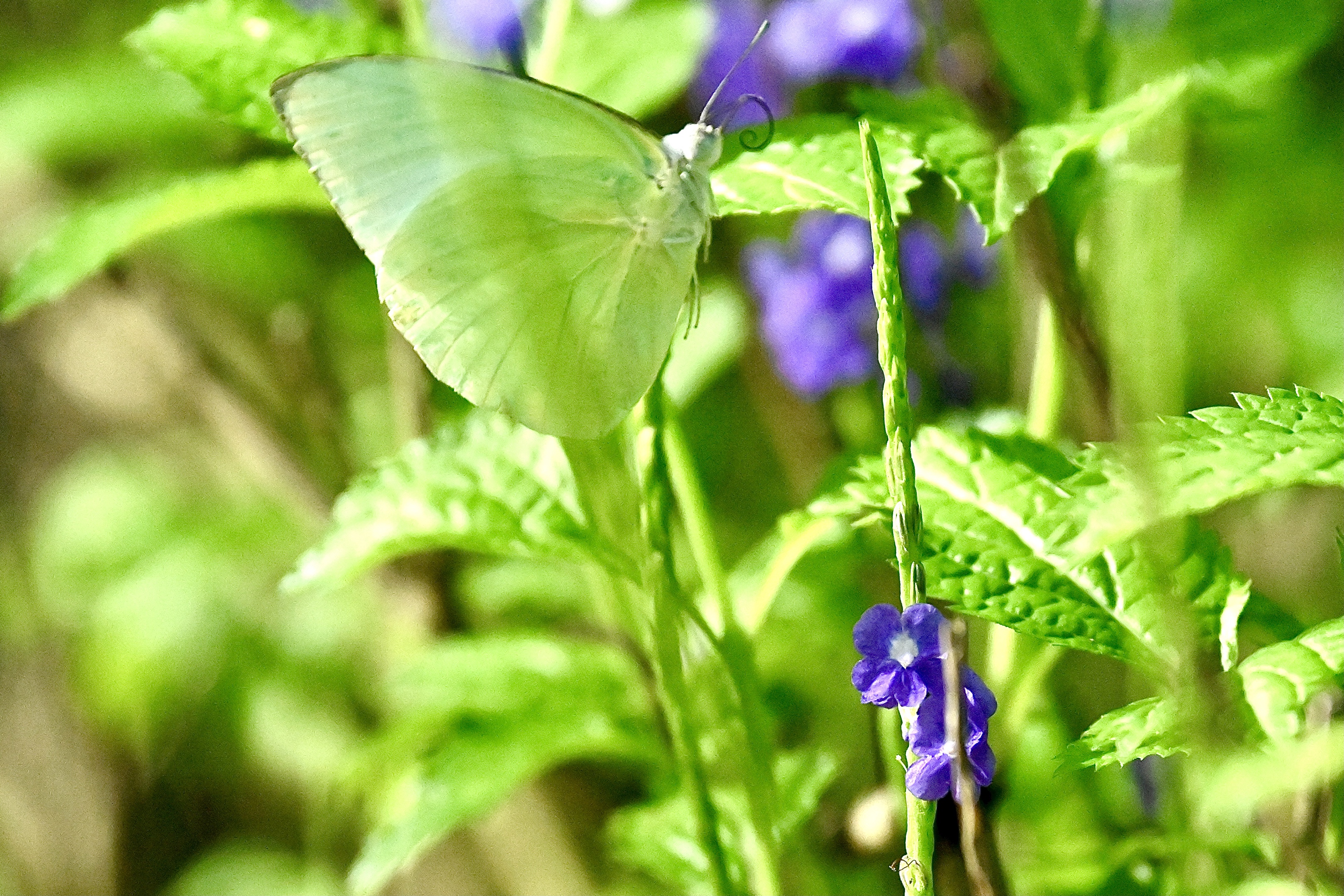 浪漫的紫花长穗木〔首发