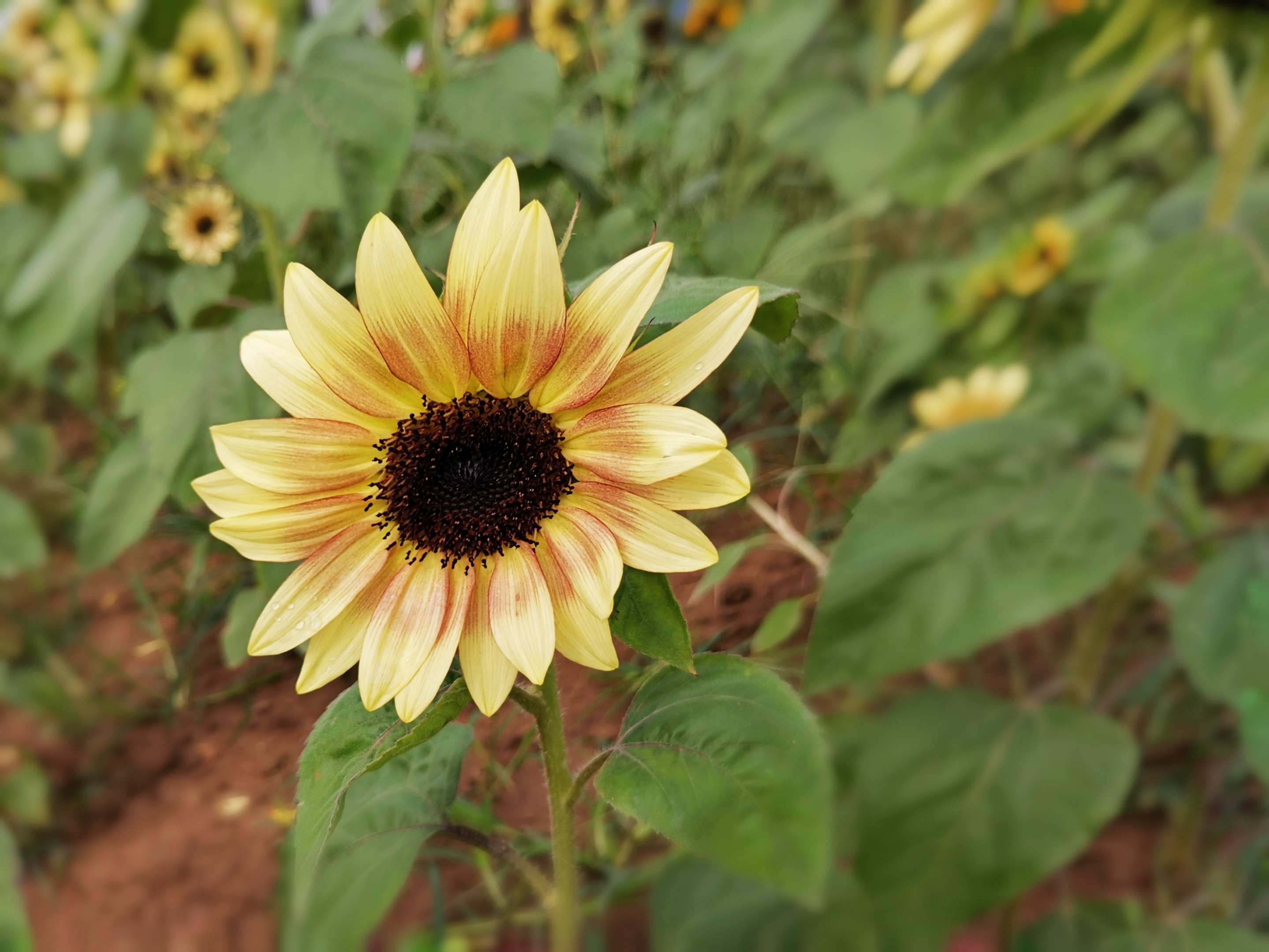 【首发】黑紫向日葵