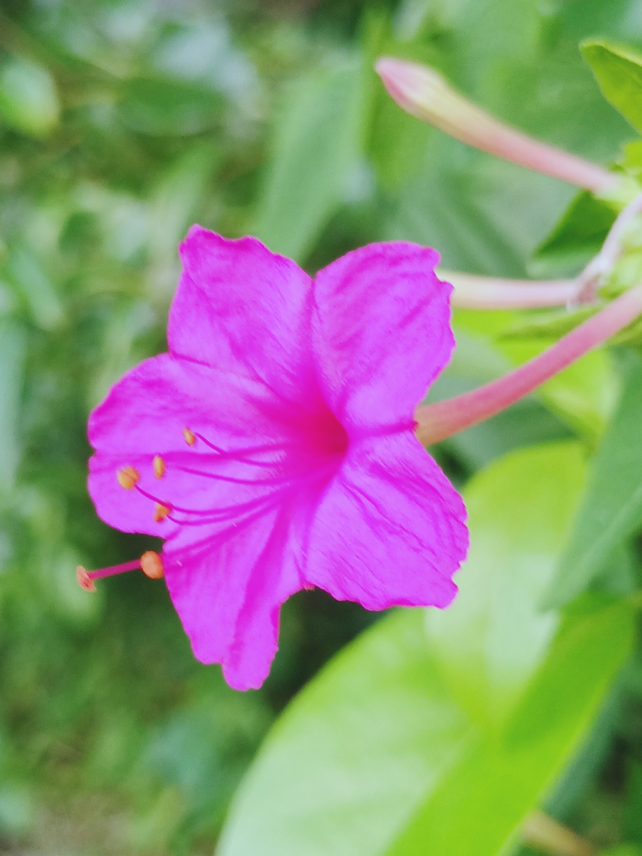 【首发】紫茉莉