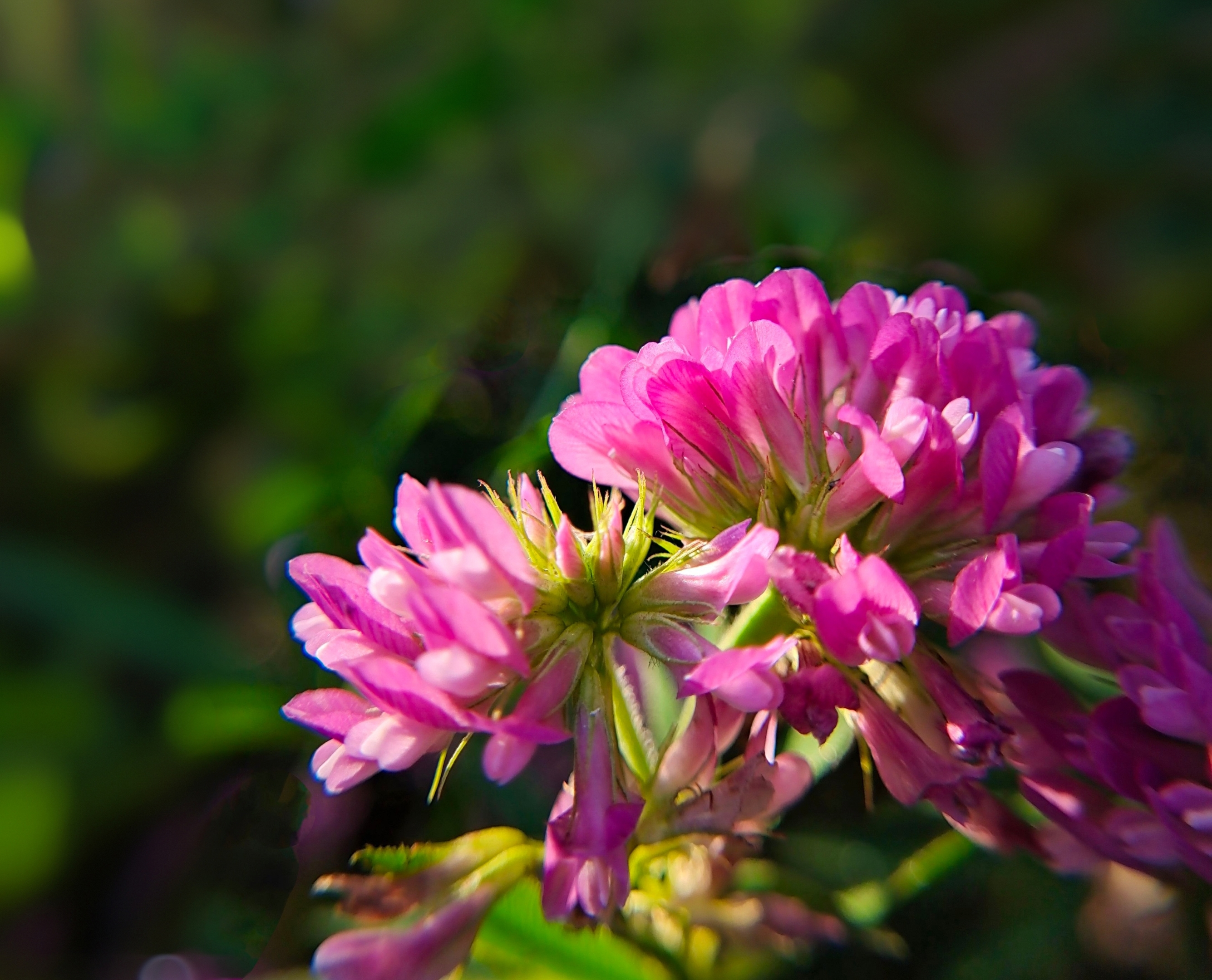 【首发】紫苜蓿(2)