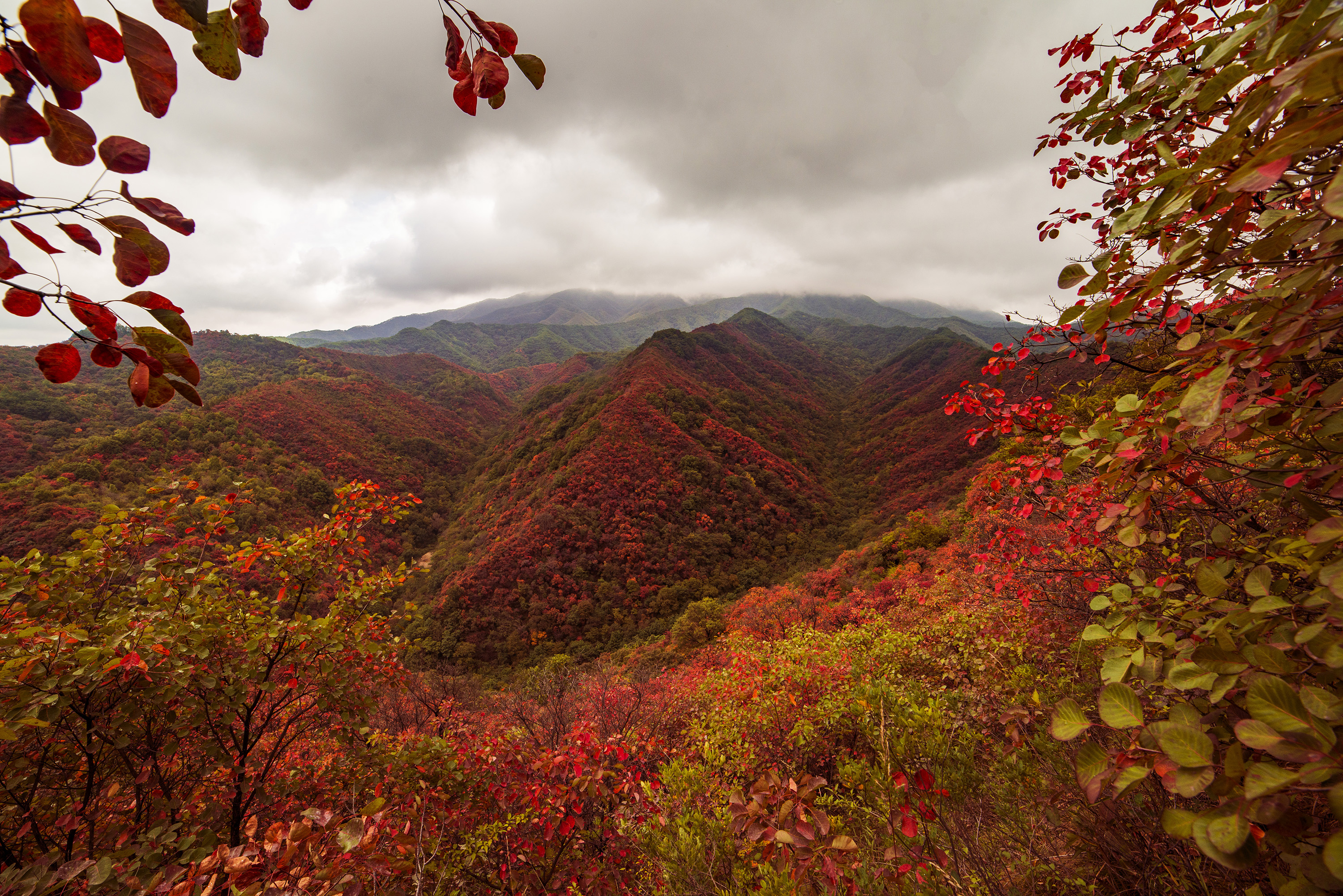 每年10月10日后,三门峡甘山国家森林公园的红叶愈发绚烂