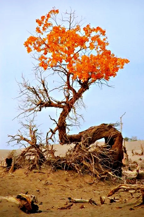 用胡杨精神育人,就要艰苦奋斗,励精图治.