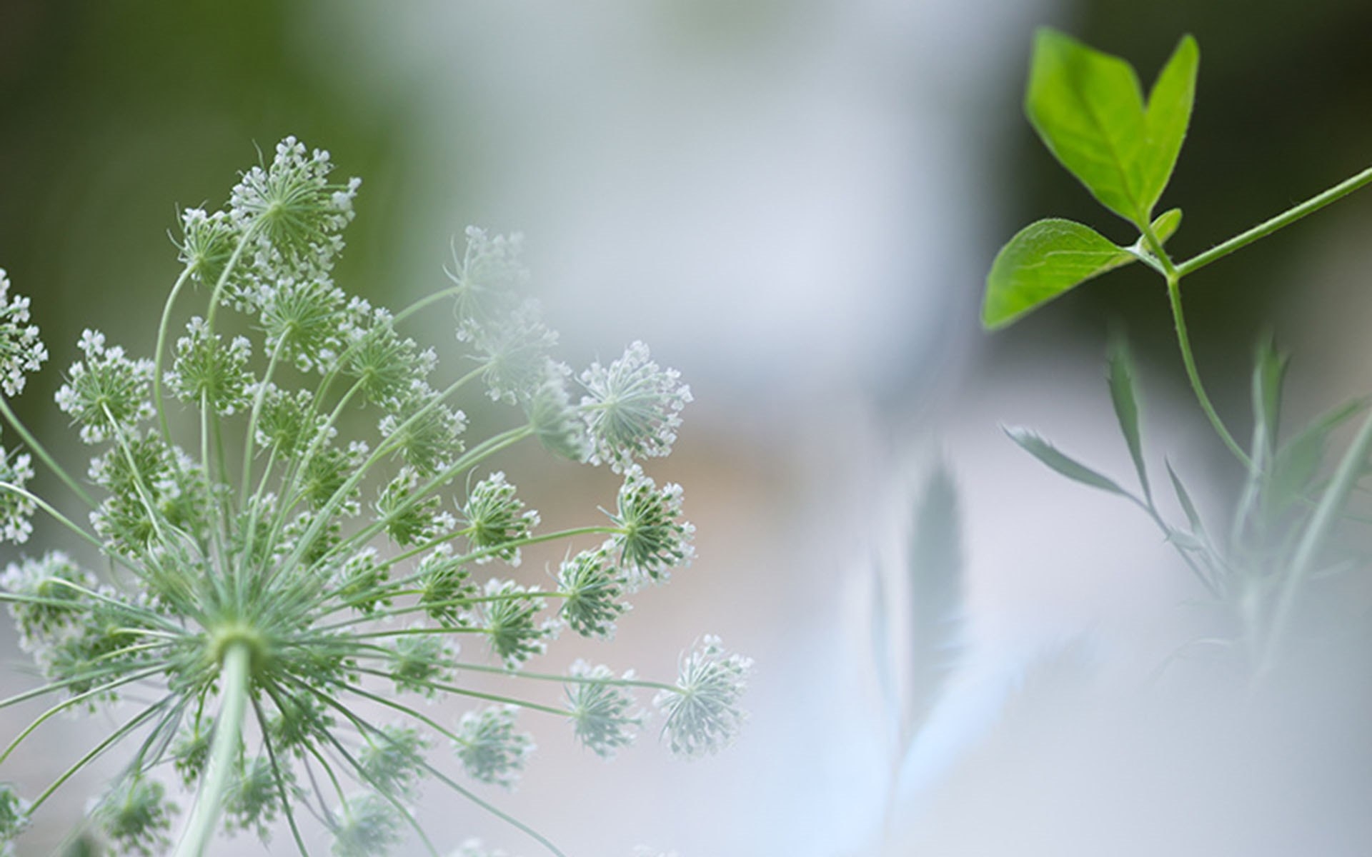 蓝树叶七月写诗第八辑