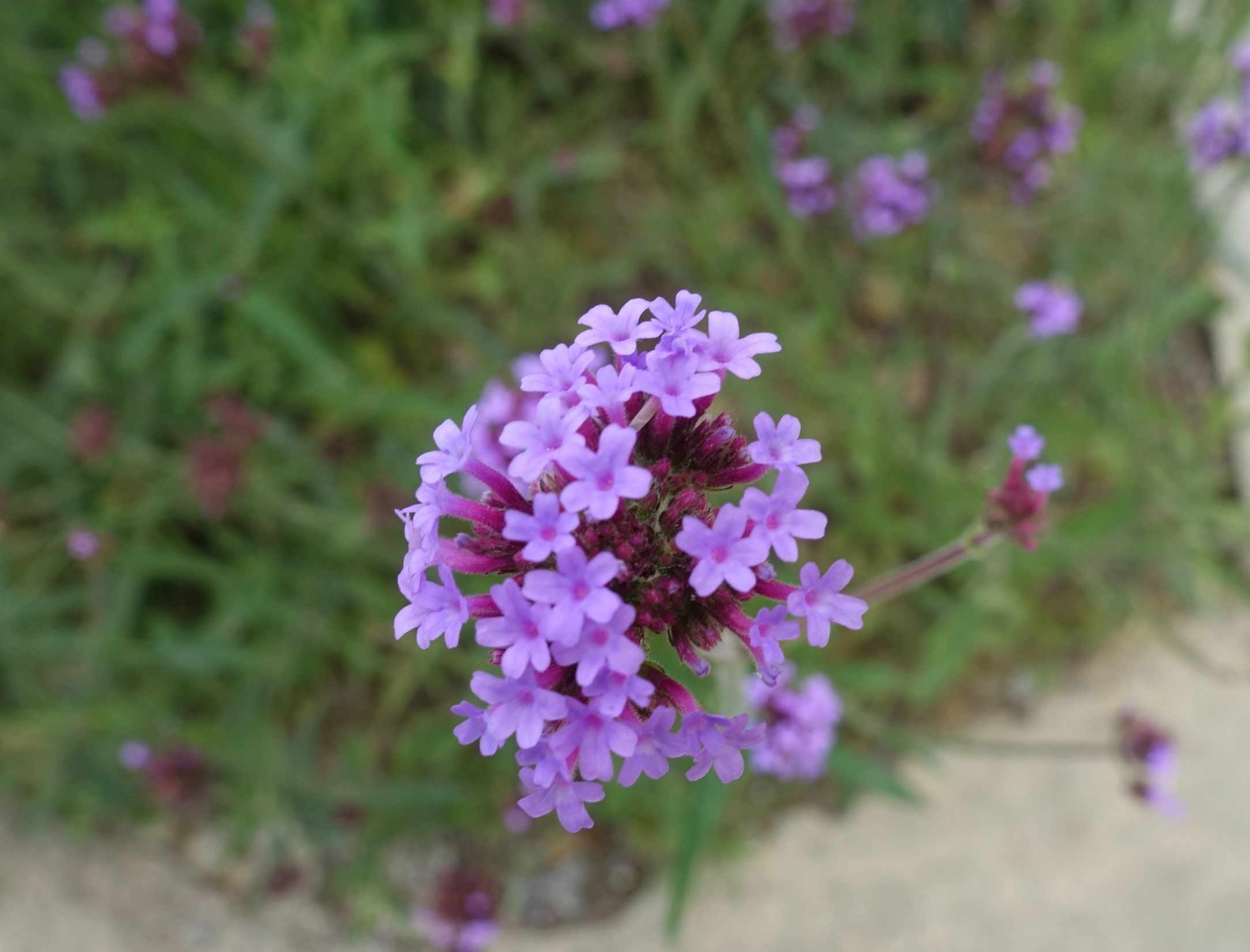 马鞭草花