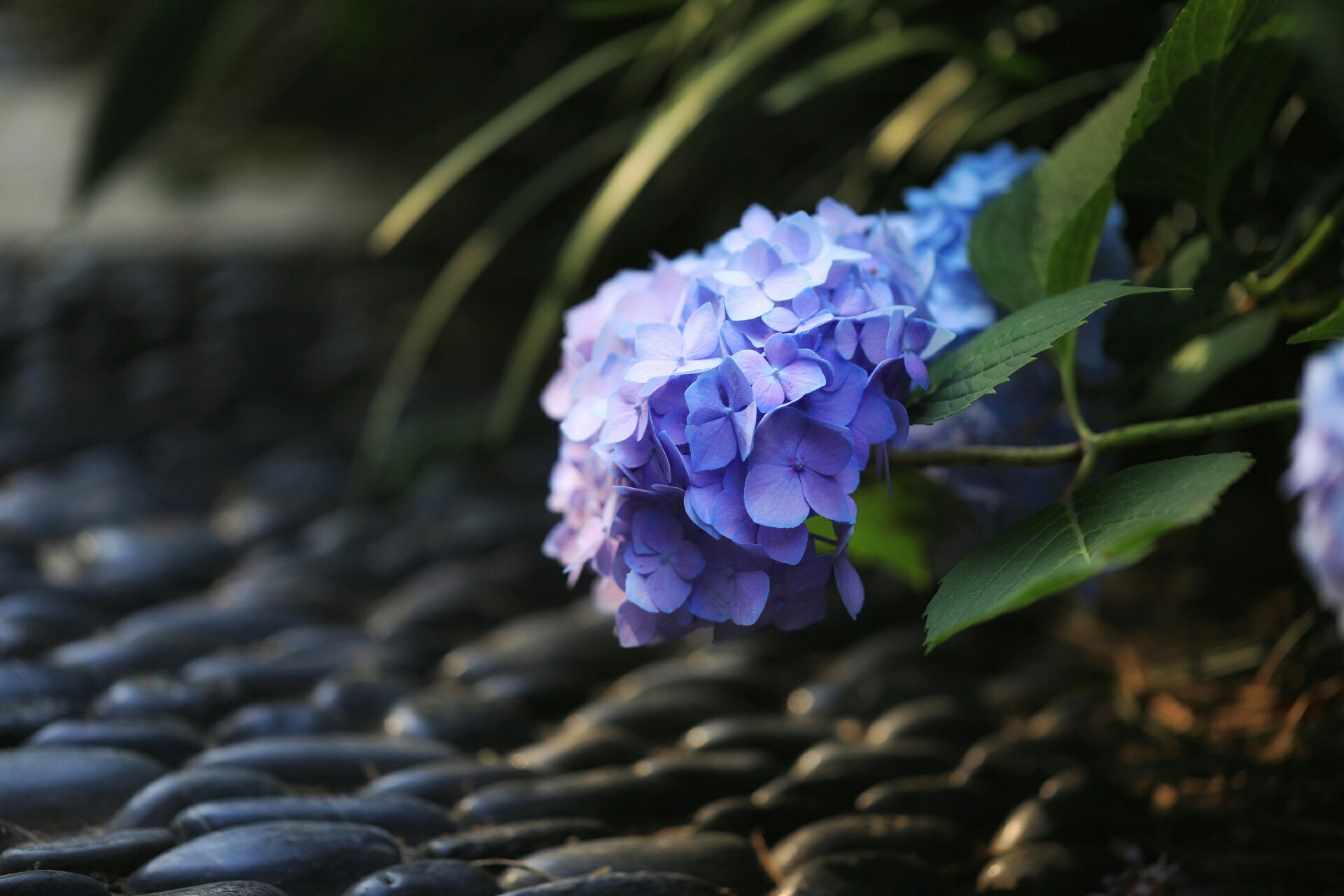 绣球花
