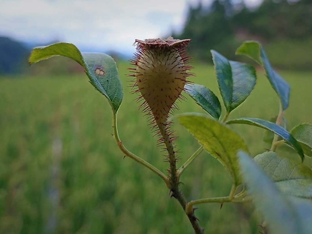 【首发】金樱子