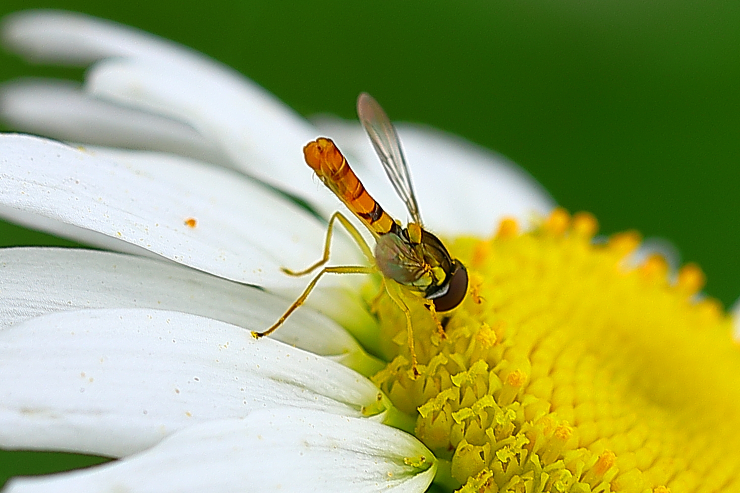 黑带食蚜蝇形态特征图片