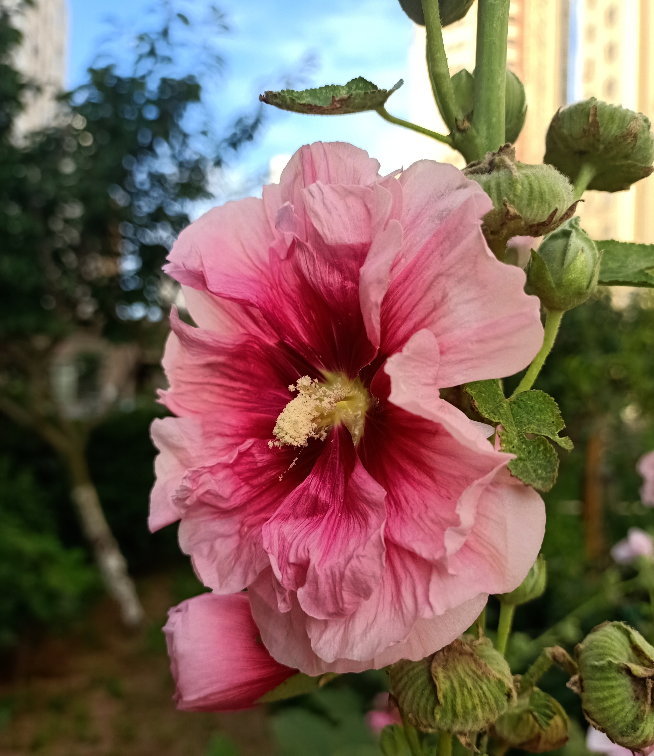 蜀葵花【首发】