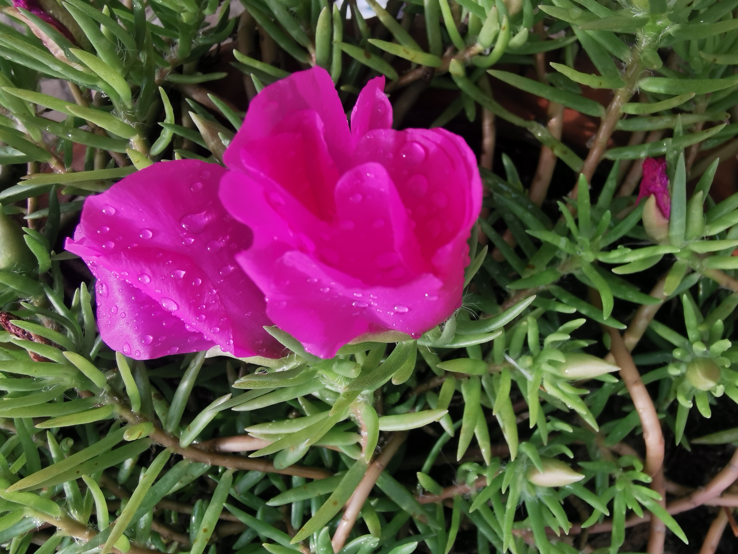 大花马齿笕【首发】