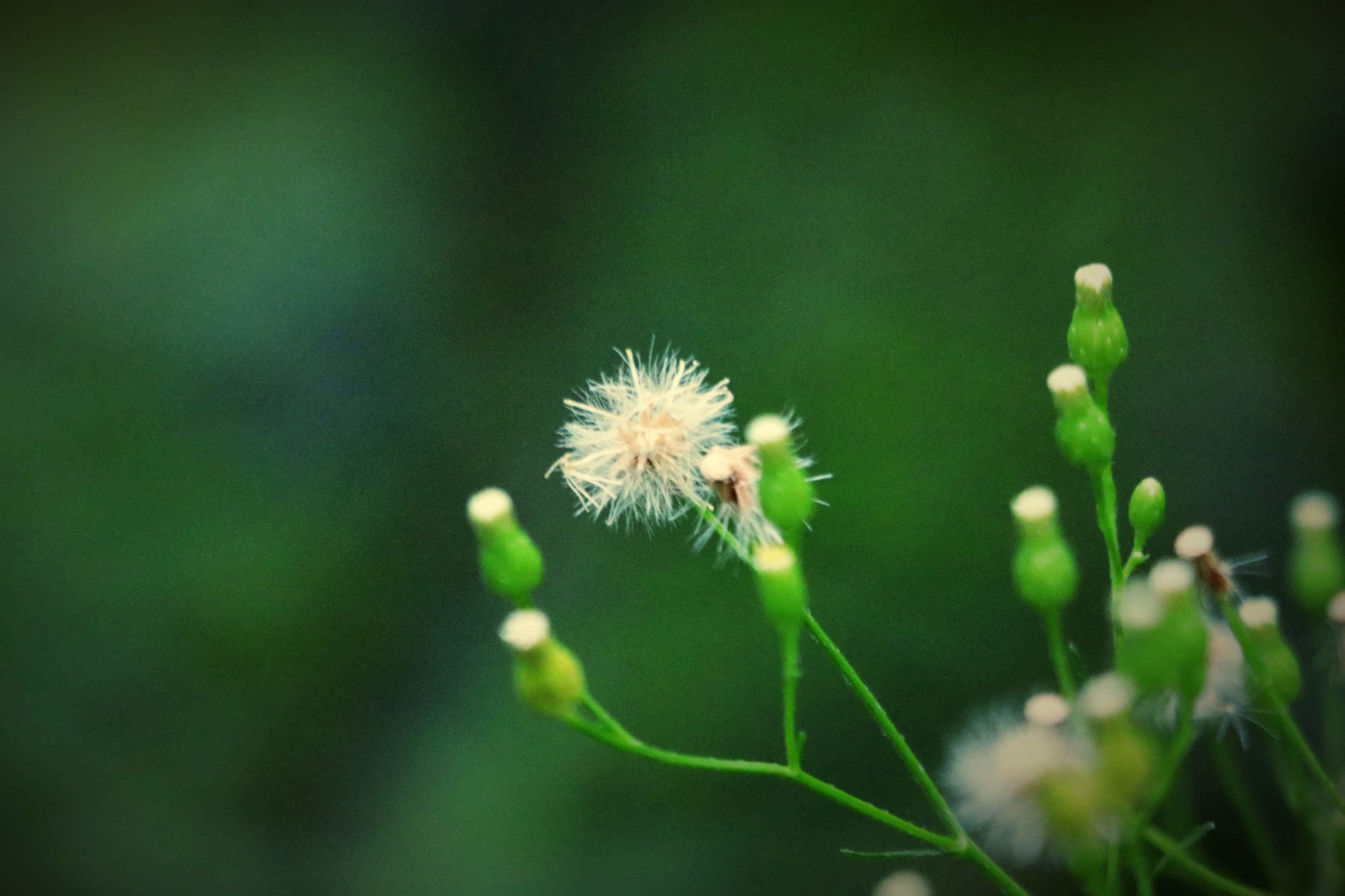 小蓬草【首发】