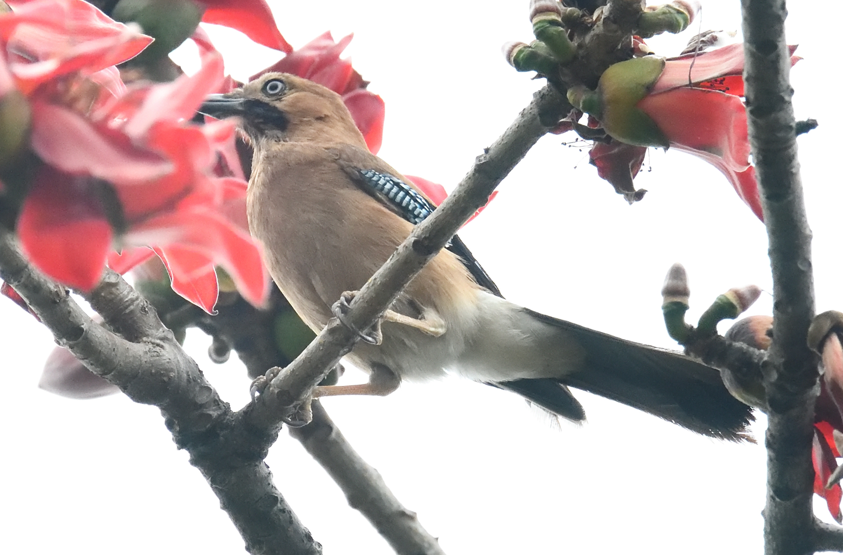木棉树上的松鸦鸟②
