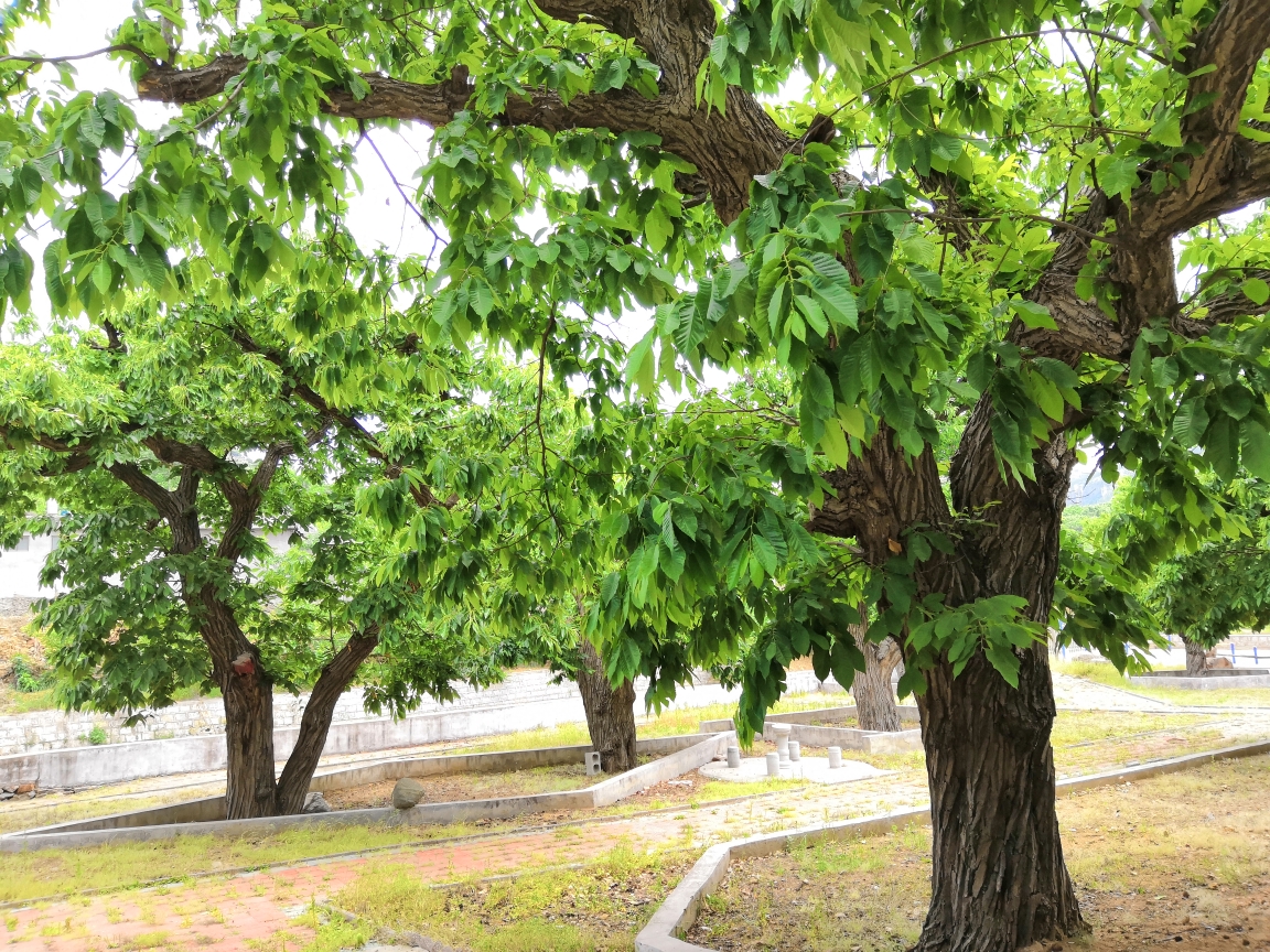 枣庄古树义务救援队在行动一板栗树