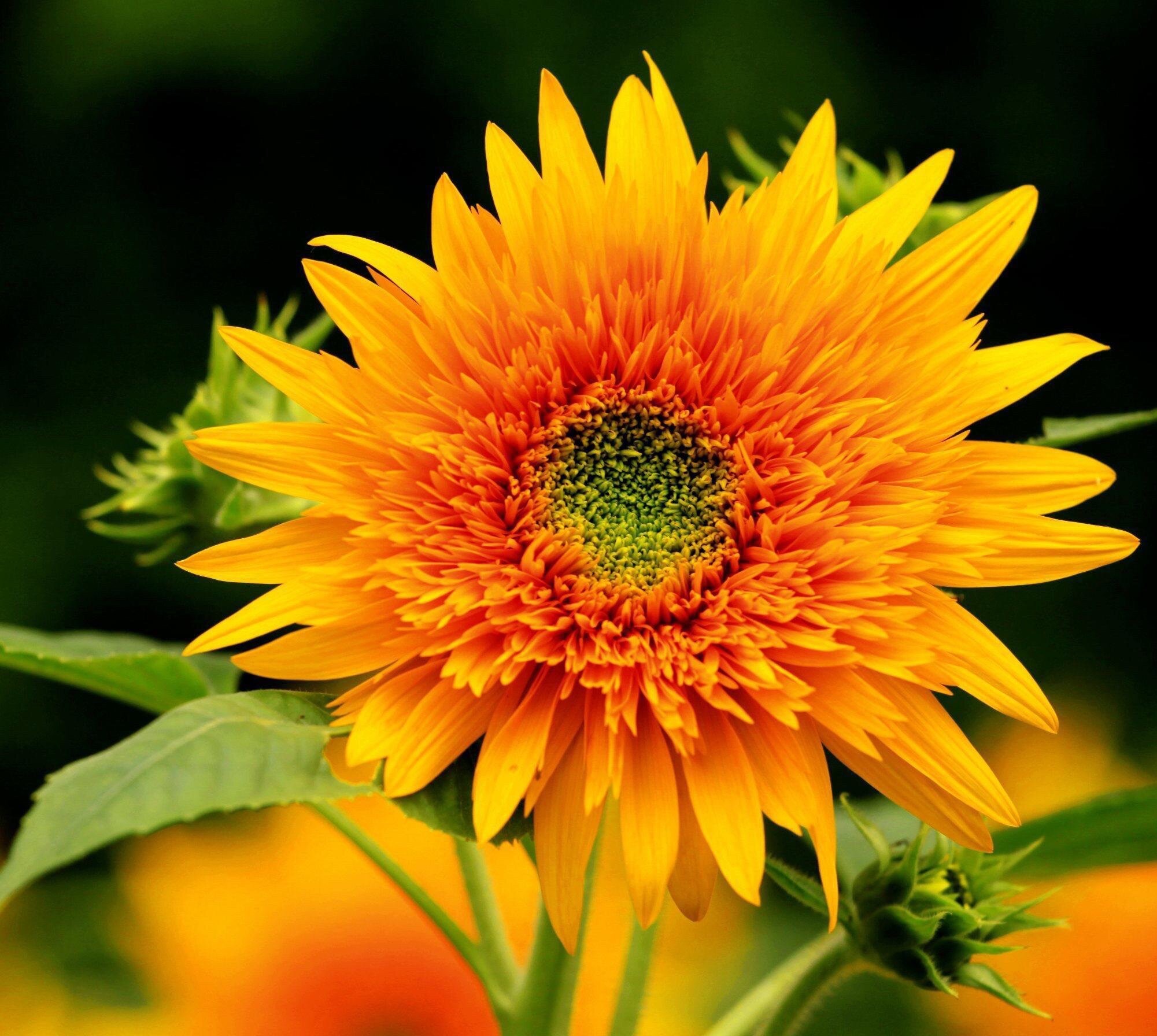 【首发】千瓣葵