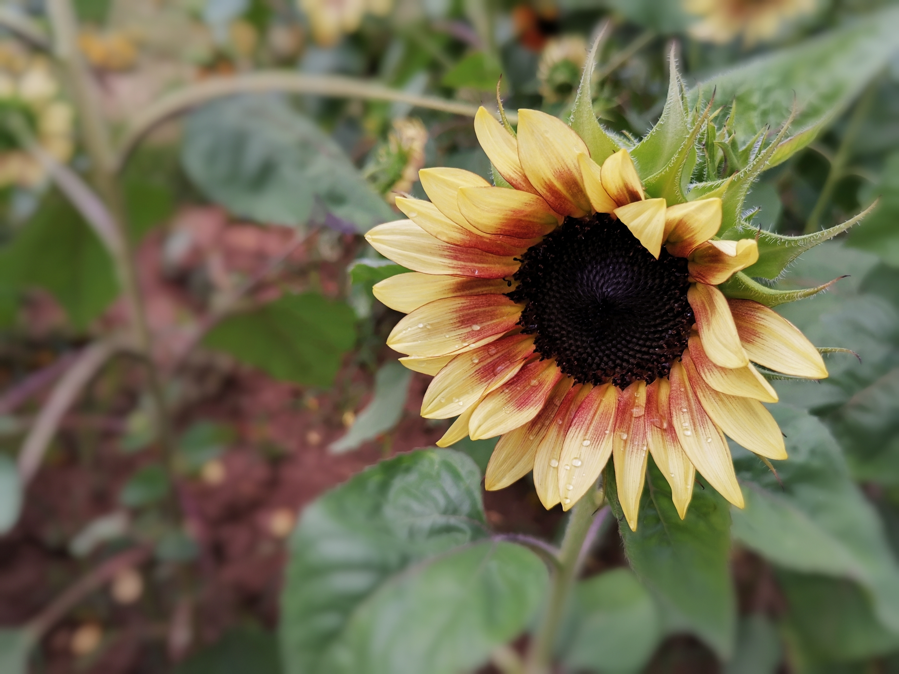 【首发】黑紫向日葵