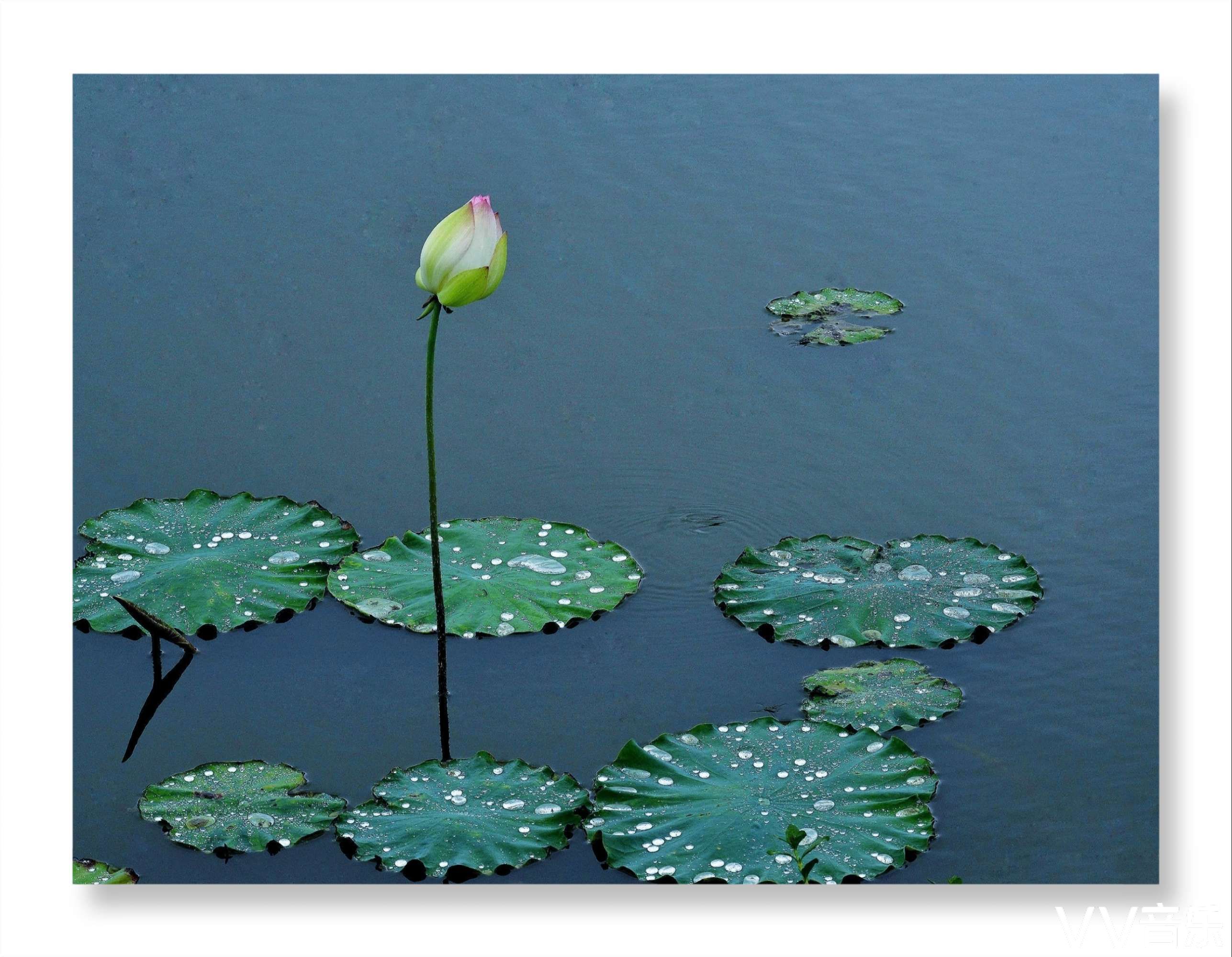 芙蓉出水别样美