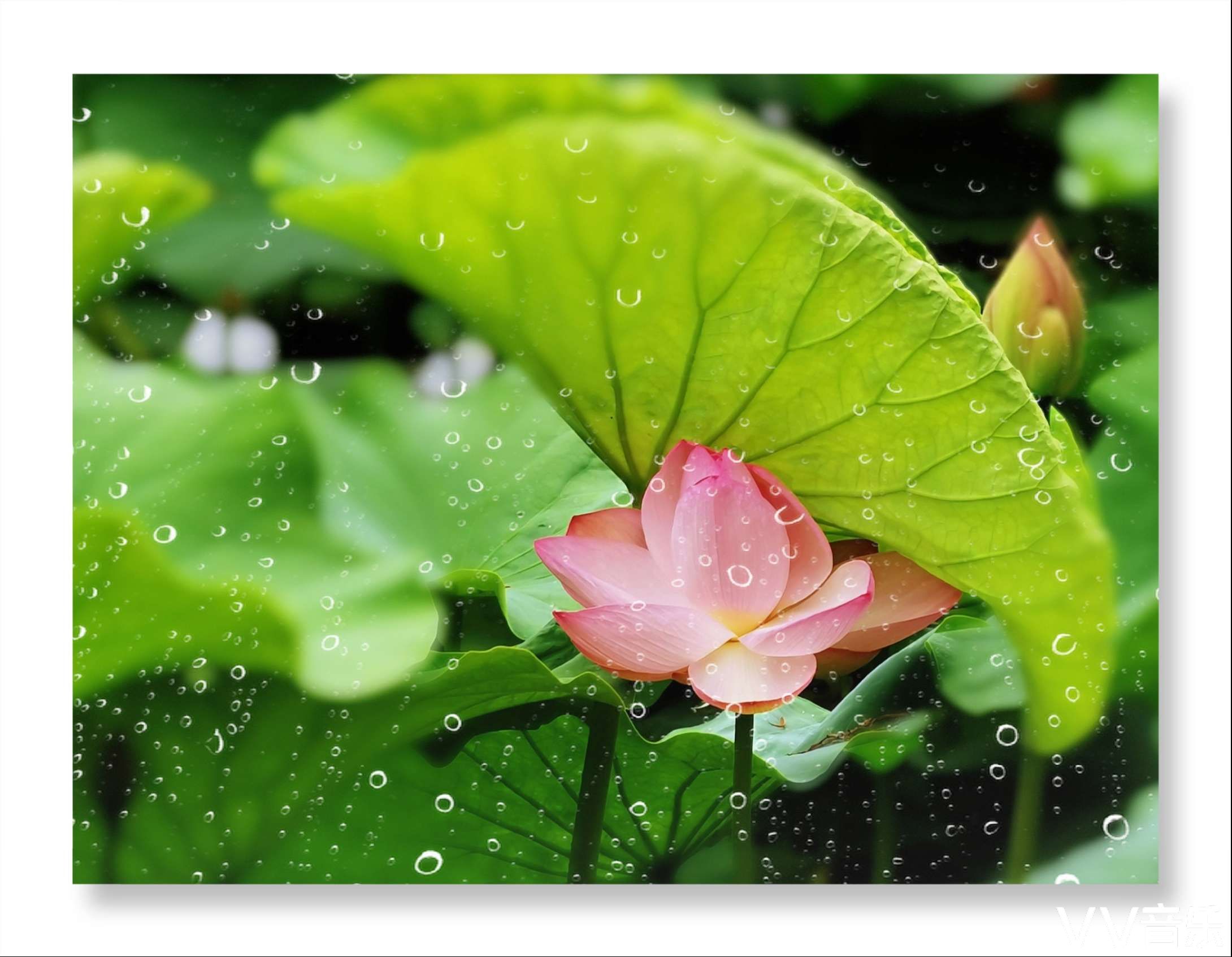 芙蓉出水别样美