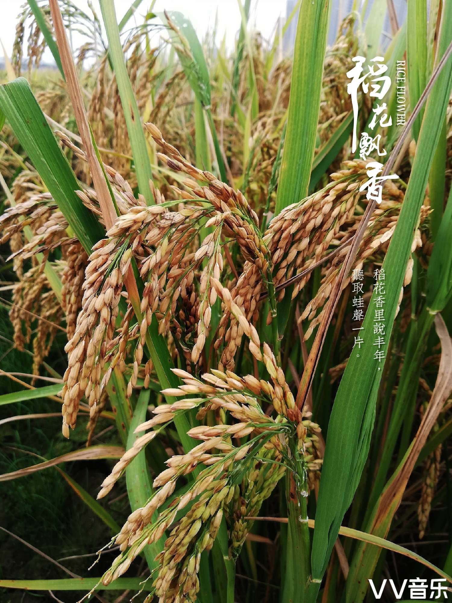 稻花象征什么,稻花的寓意,稻花隐喻(第3页)_大山谷图库