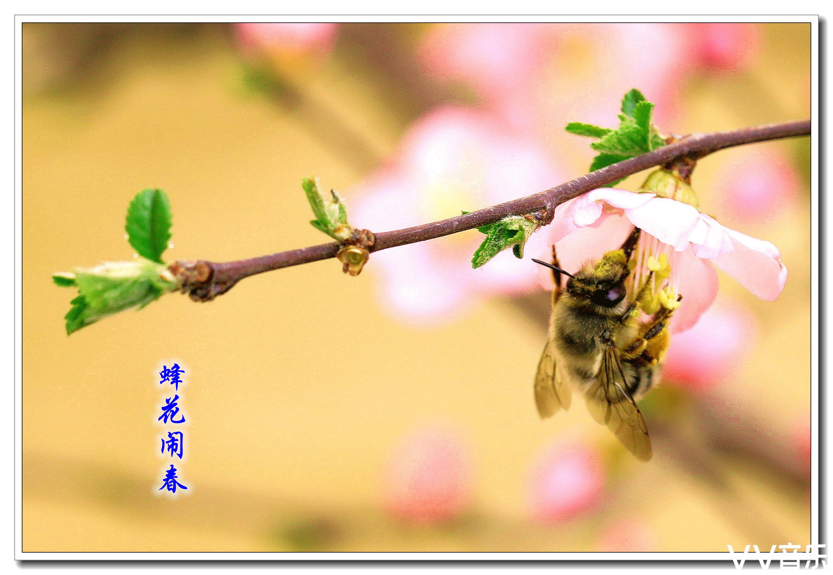《咏蜂》吴承恩 穿花度柳飞如箭,            