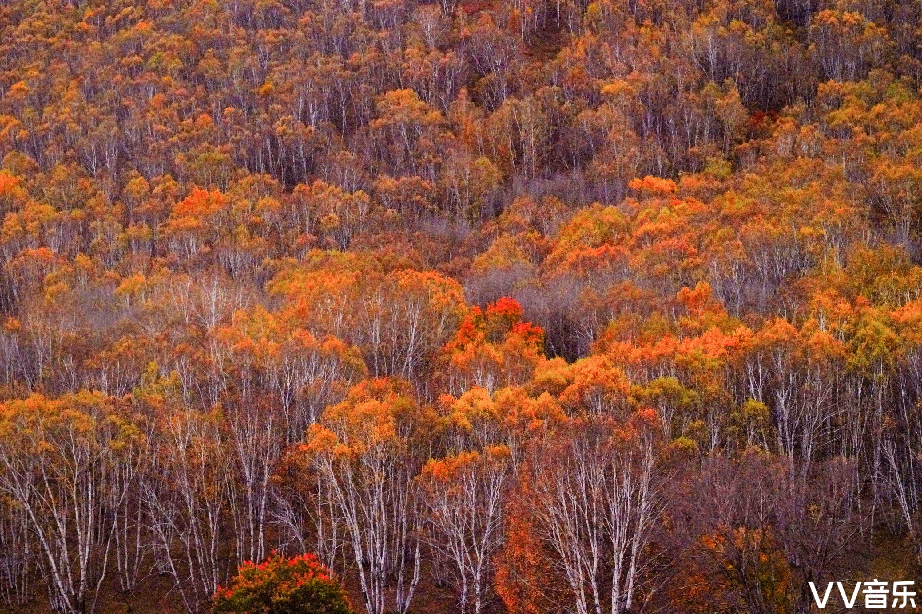 坝上草原的秋色美句图片