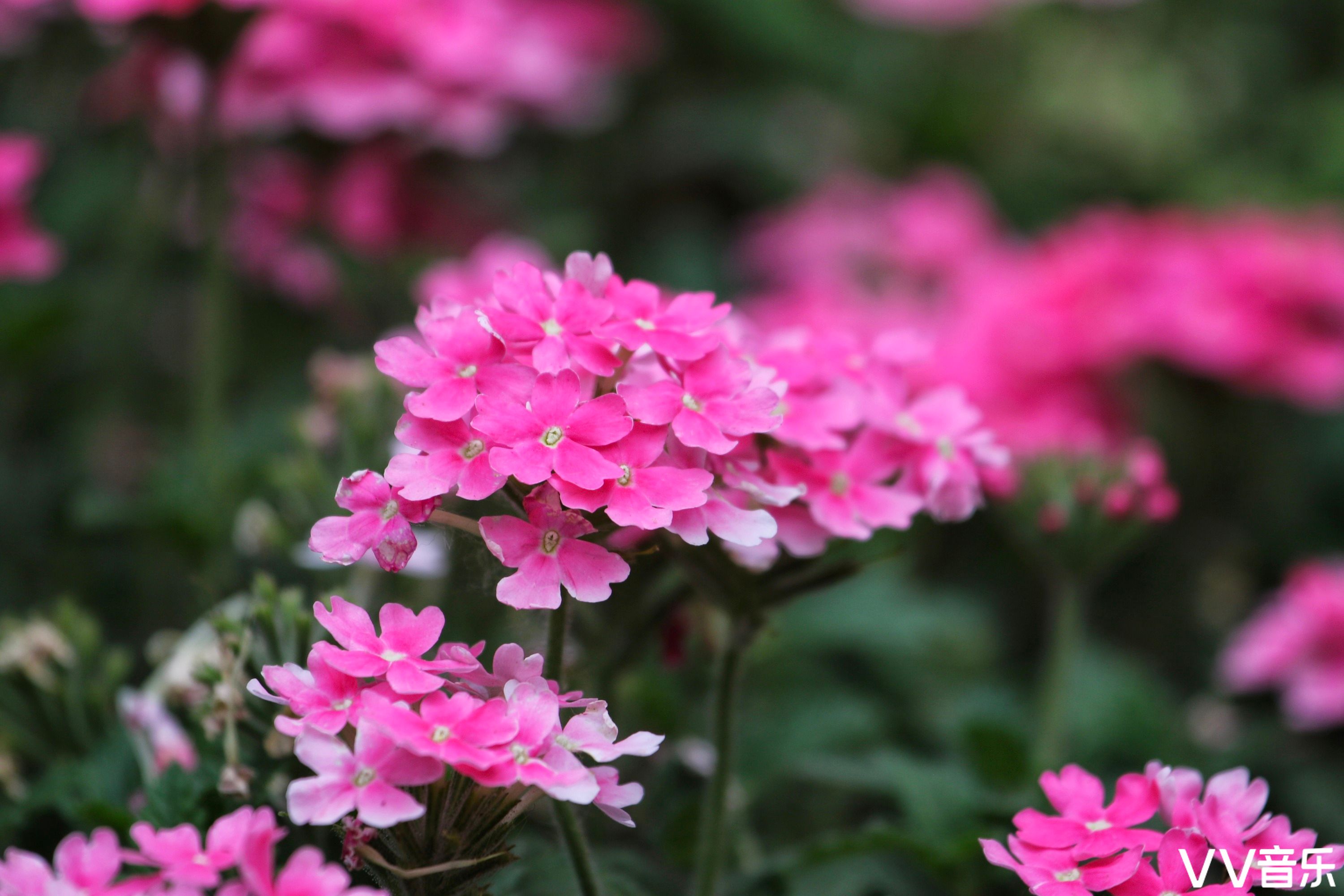美丽金秋花儿盛开