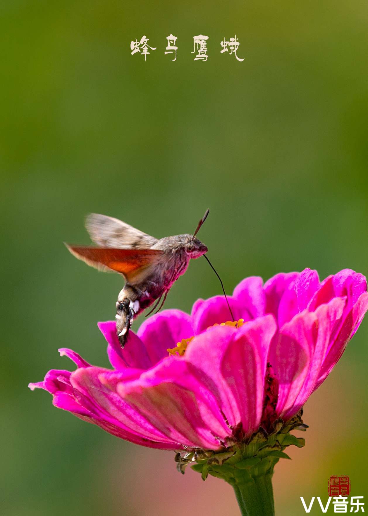 蜂鸟鹰蛾被称为昆虫世界里的四不象