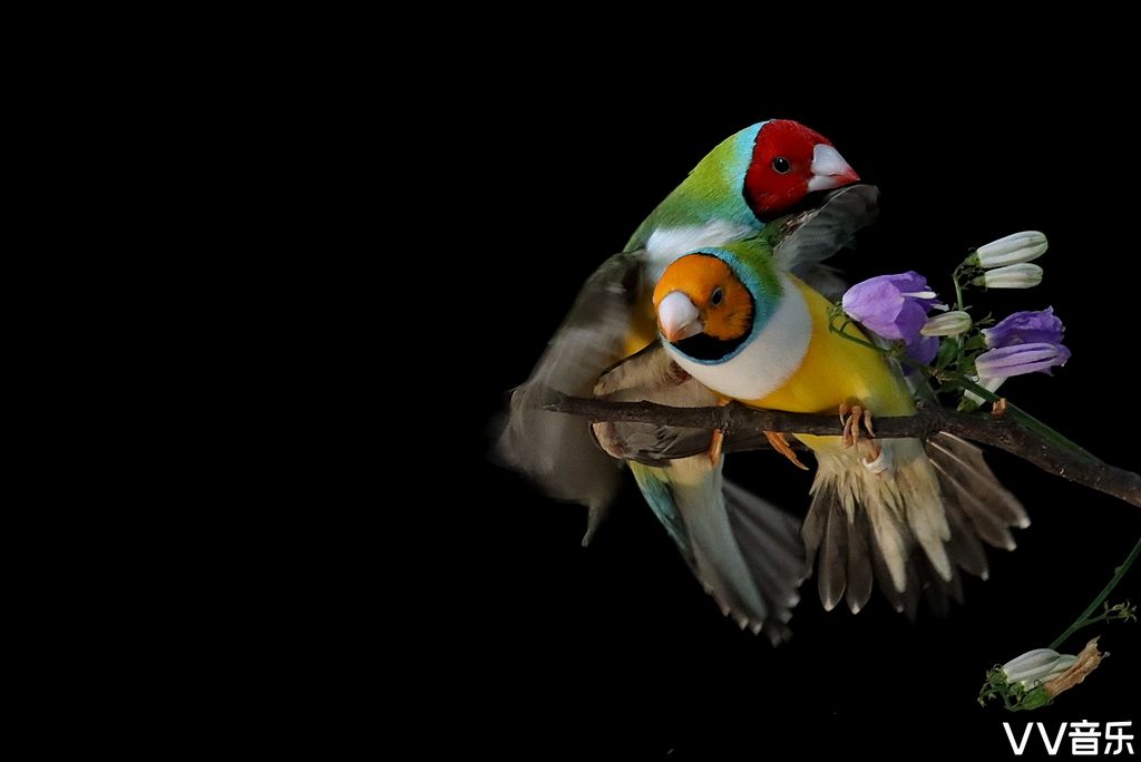 的七彩文鸟分成多个品系 中国大陆上的品种主要有 绿身粉胸黄头型和