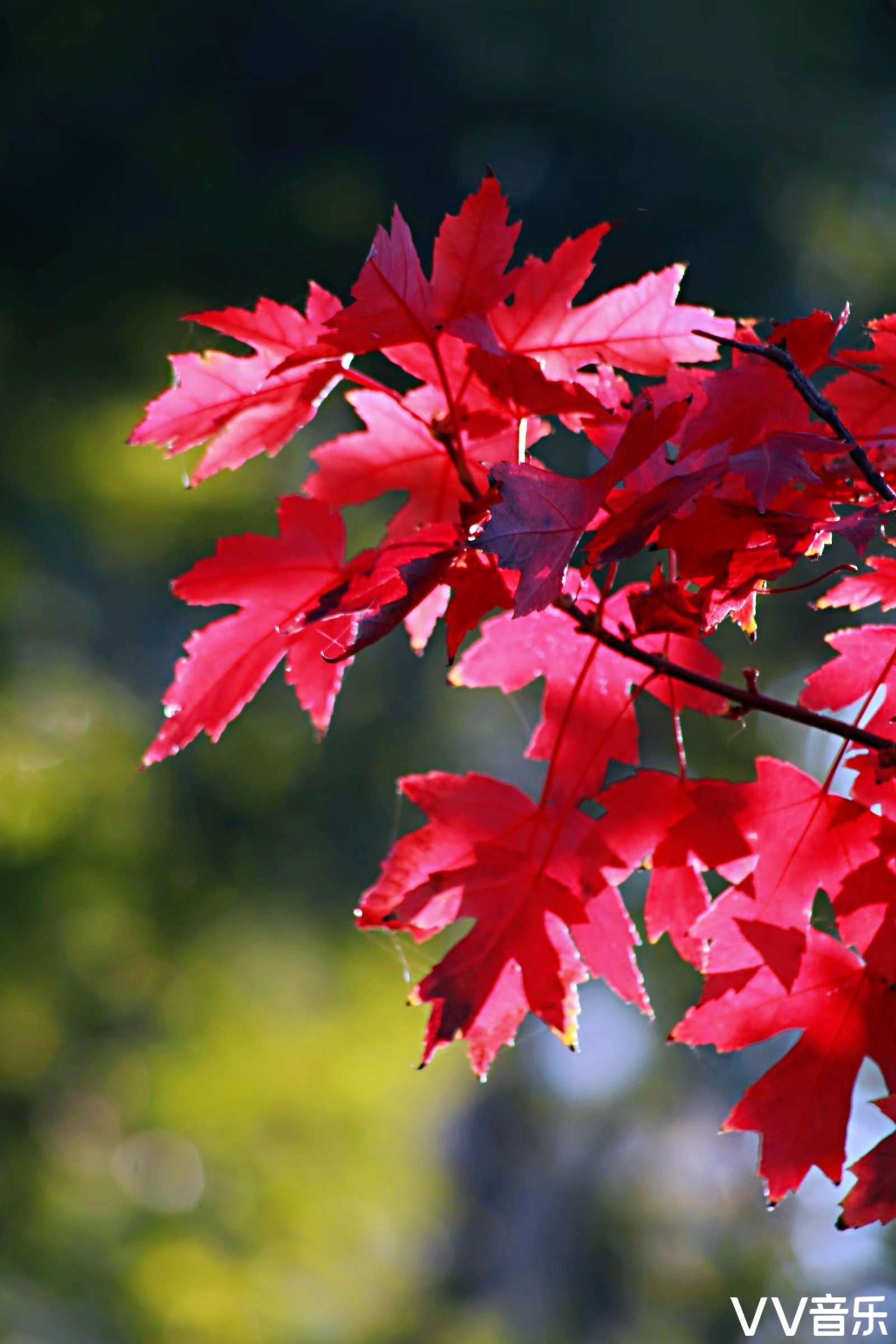 珠峰摄影【家乡的枫叶红了】