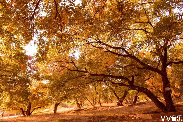 沈阳圣迹山 大辽皇家千年古枫林 秋色