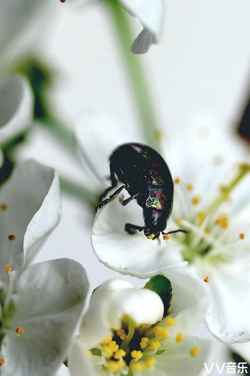 吃花粉的黑甲壳虫
