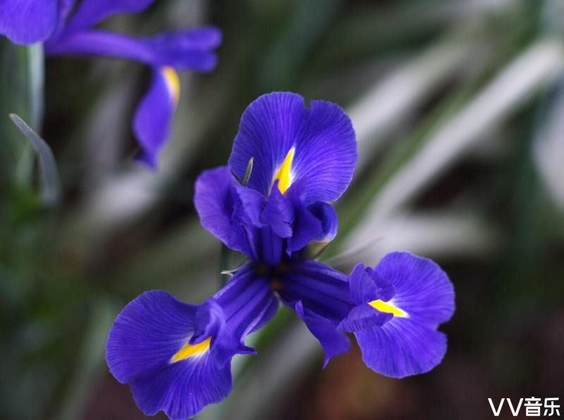 蓝紫鸢尾花