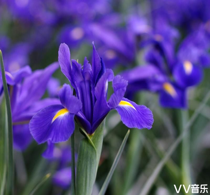 蓝紫鸢尾花