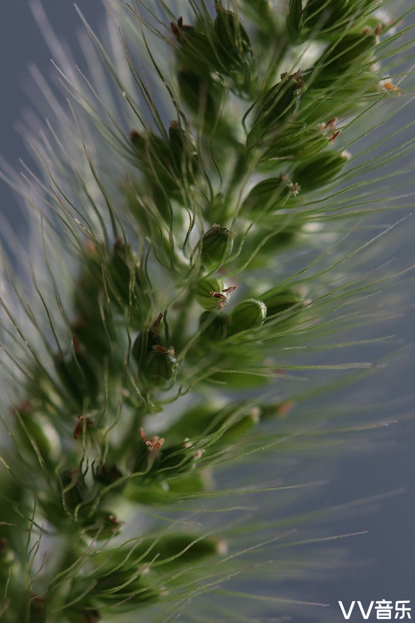 狗尾巴草也开花
