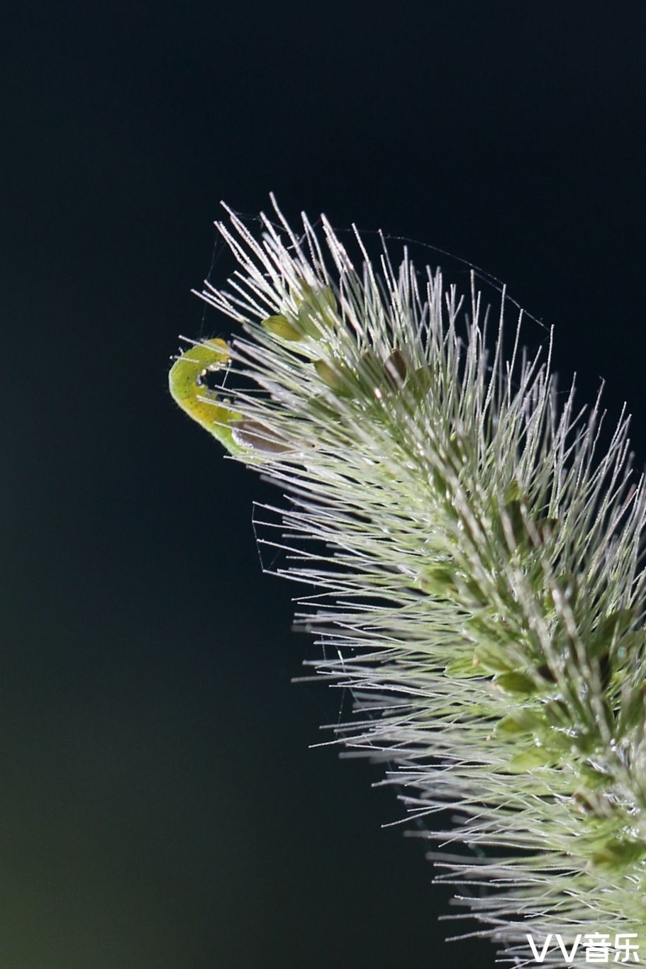 狗尾巴草也开花