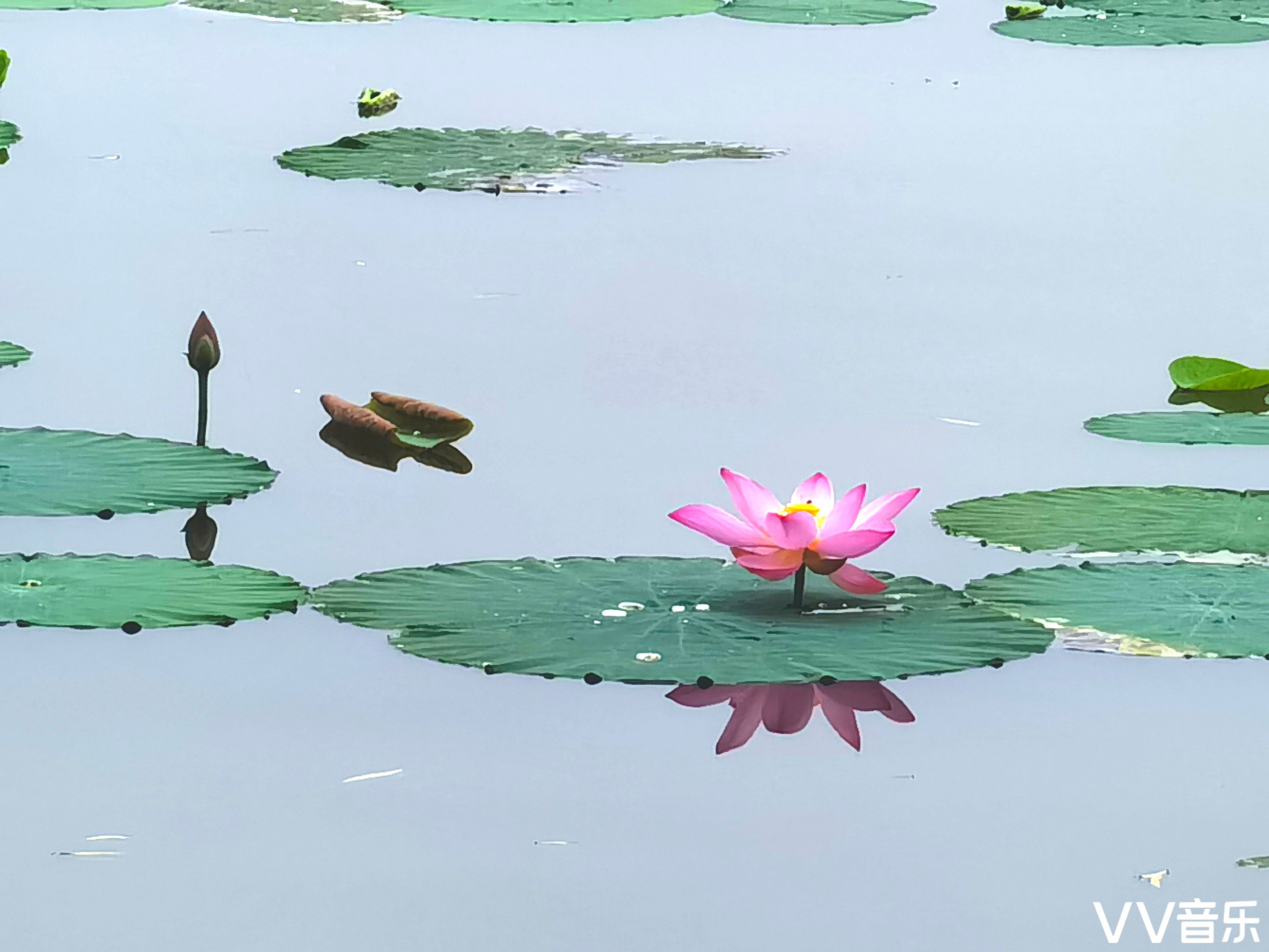 静静的湖面上,才露尖尖角的小荷与盛开的荷花相映成趣