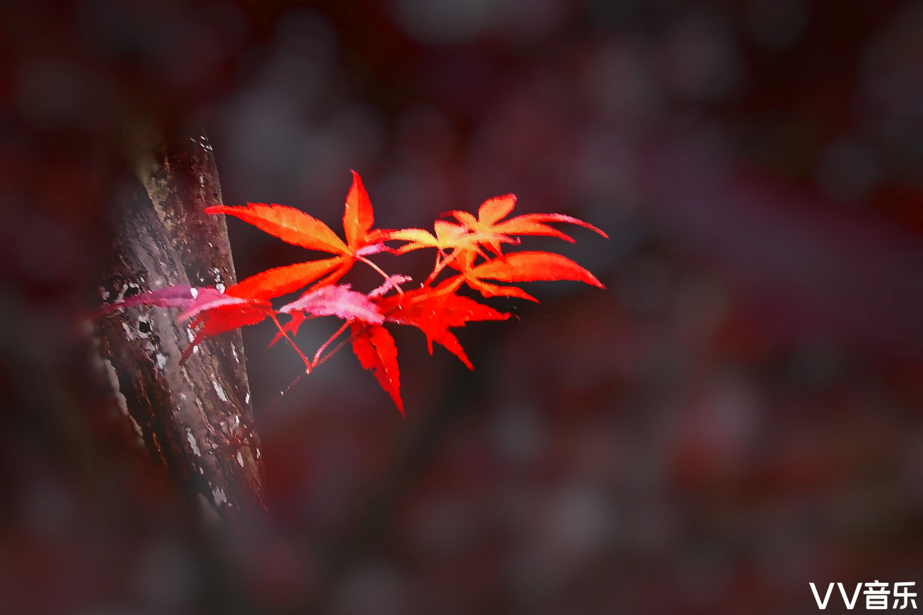 枫叶红