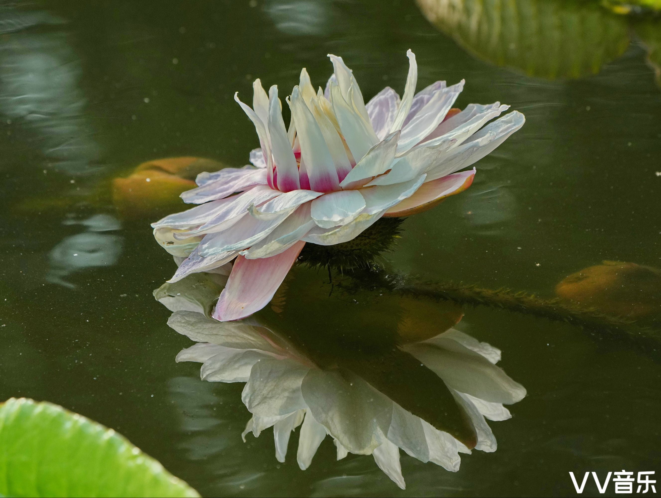 大王蓮開花