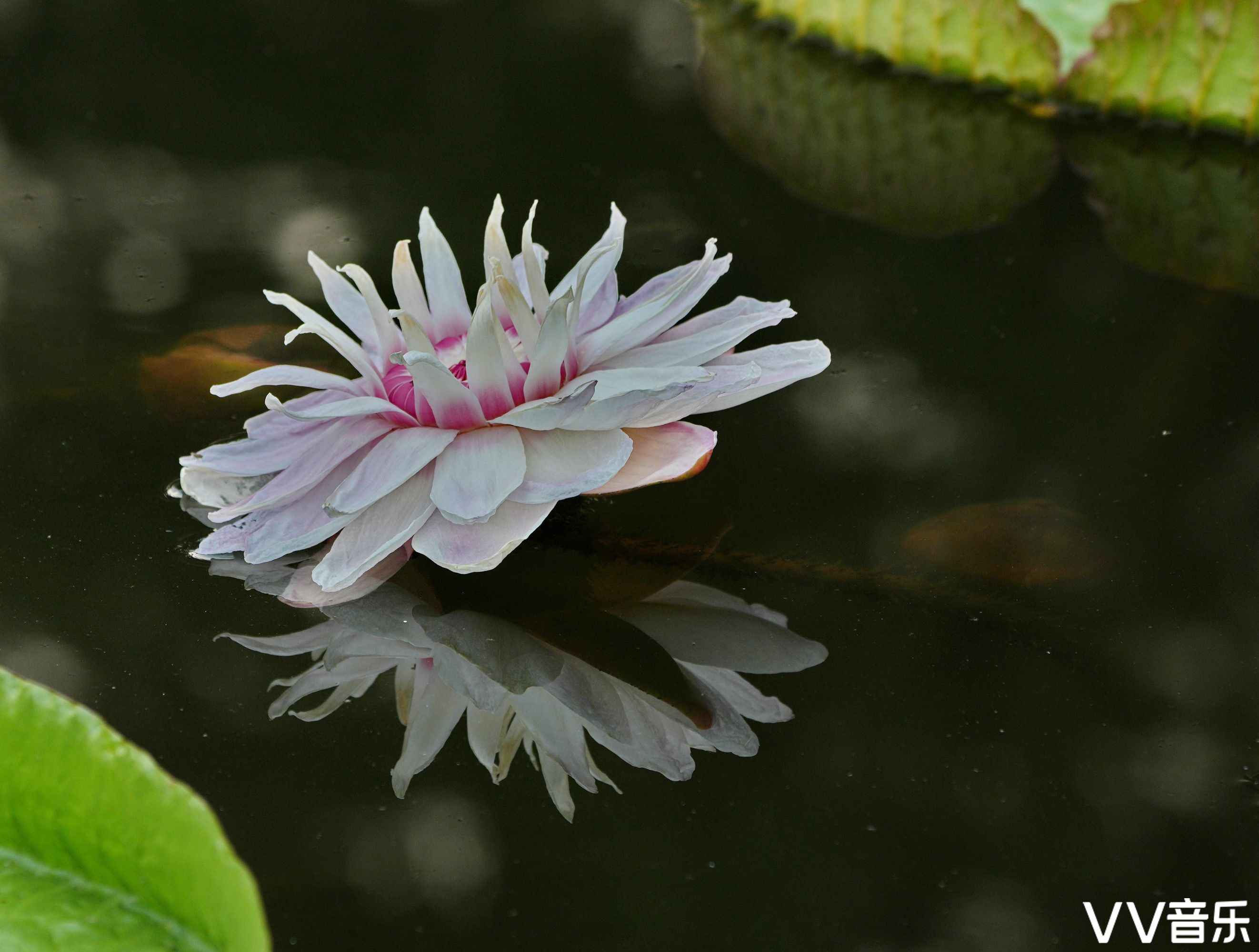 大王蓮開花