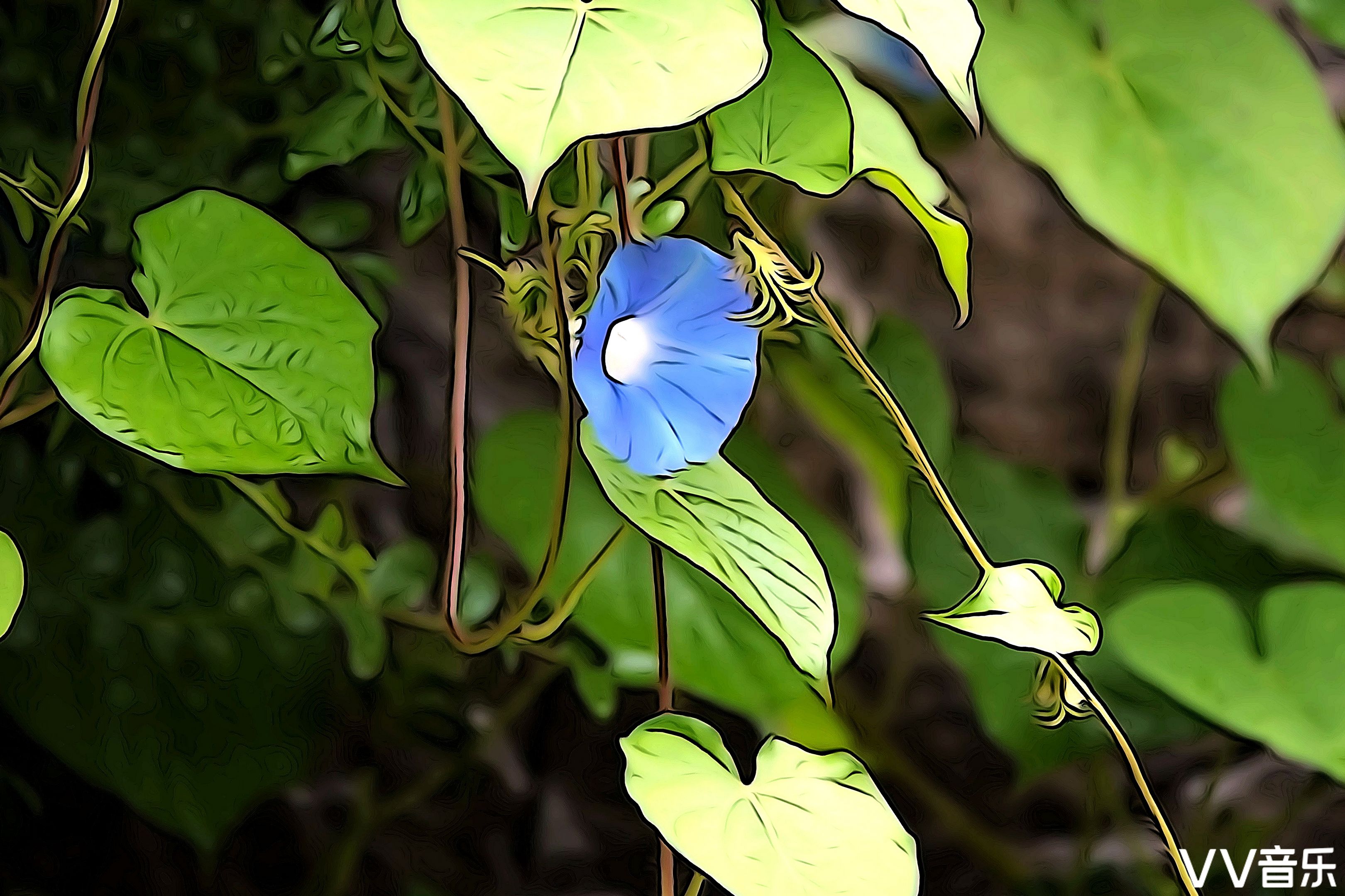 牽牛花