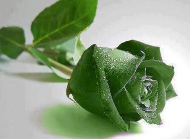 浅绿色玫瑰花语图片