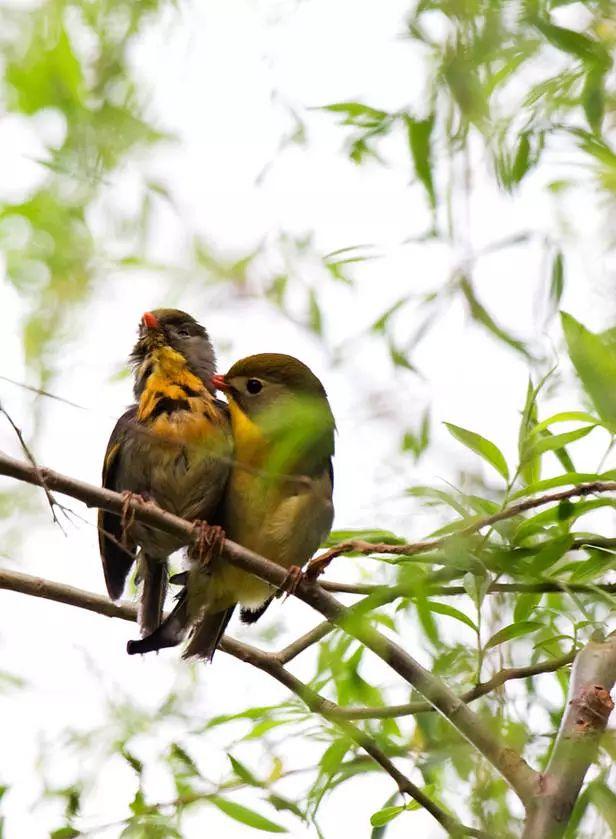 最美相思鸟,名更美,鸟语:在天愿作比翼鸟,在地愿为连理枝.