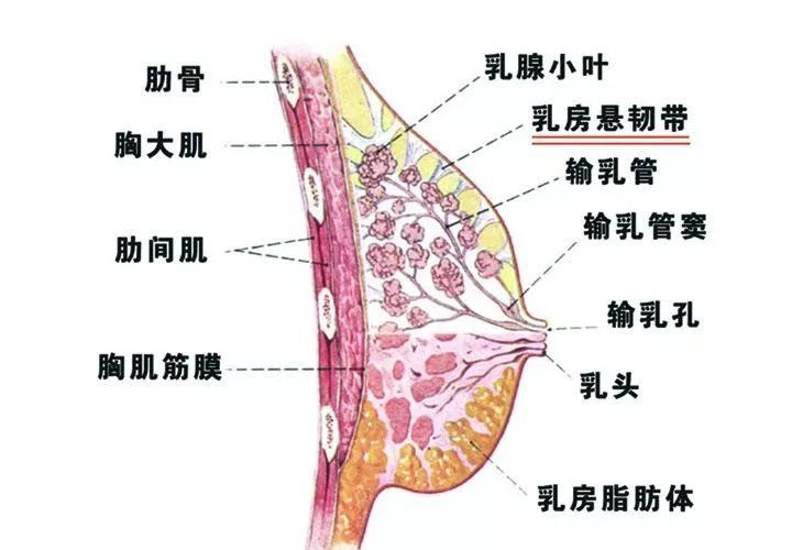 图中紫色圆圈的位置是乳房下皱襞,当乳头的水平高度低于下皱壁,胸才算
