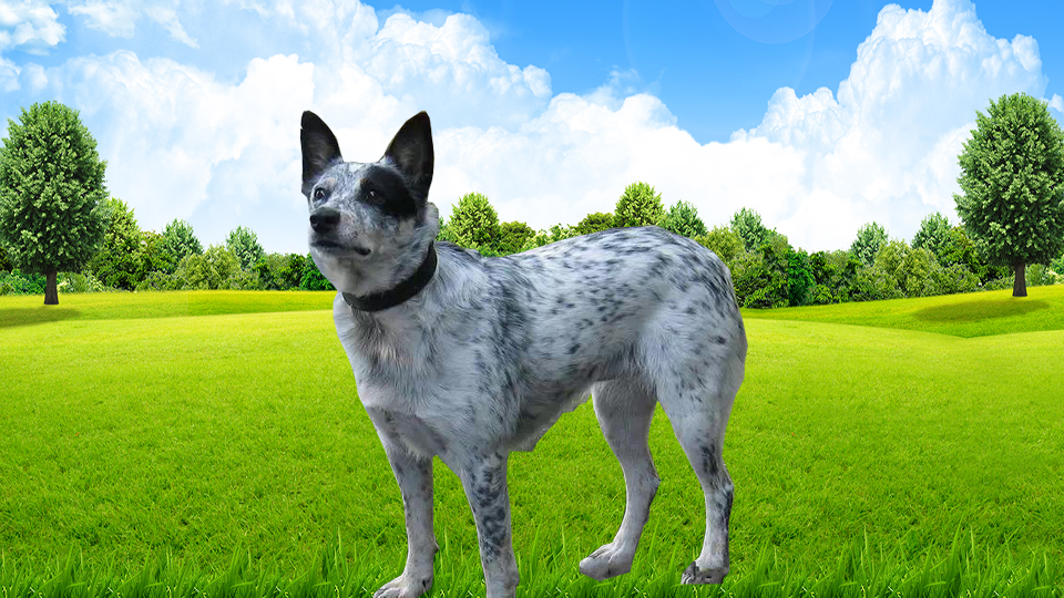 澳洲牧牛犬,别名又叫做昆士蓝赫勒犬(australian queensland heeler)